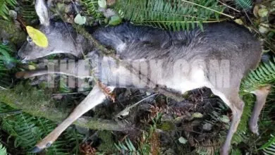 OSP Fish and Wildlife on the Hunt for Poachers After Illegal Deer Kill