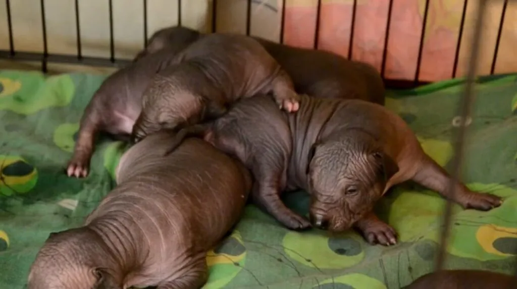 Mexican Hairless Dog Reproduction and Life Cycles