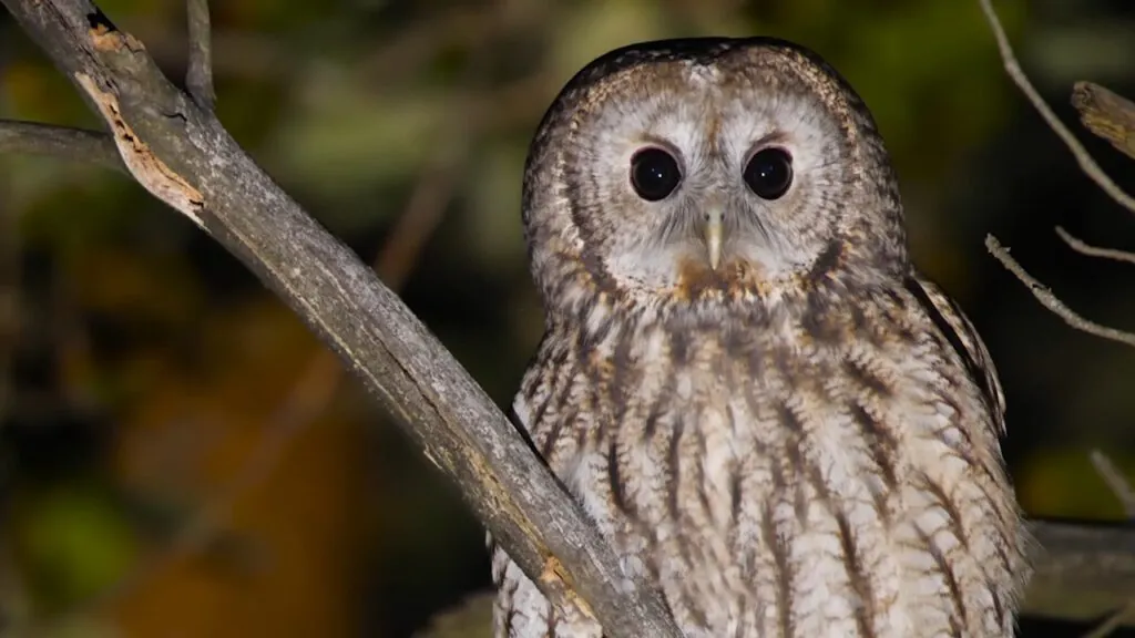 Tawny Owl appearance