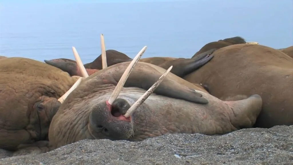 walrus Threats and Conservation