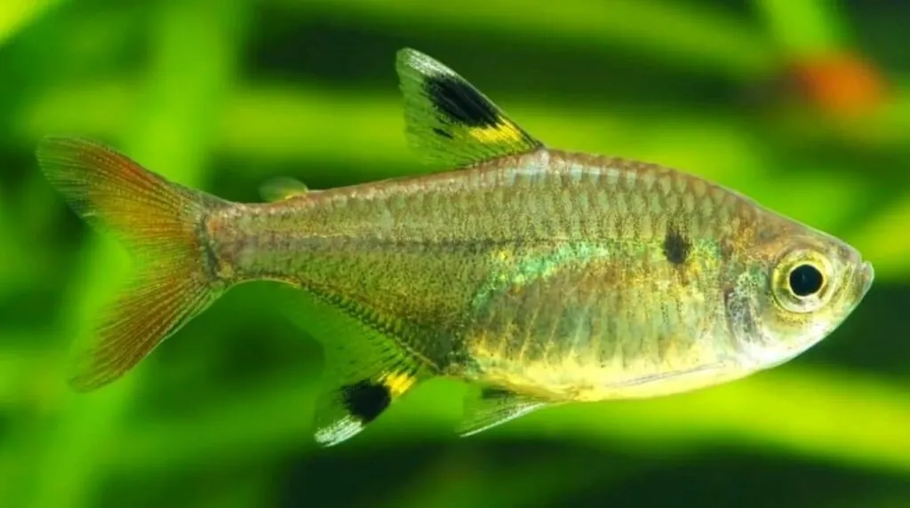 X ray tetra Appearance