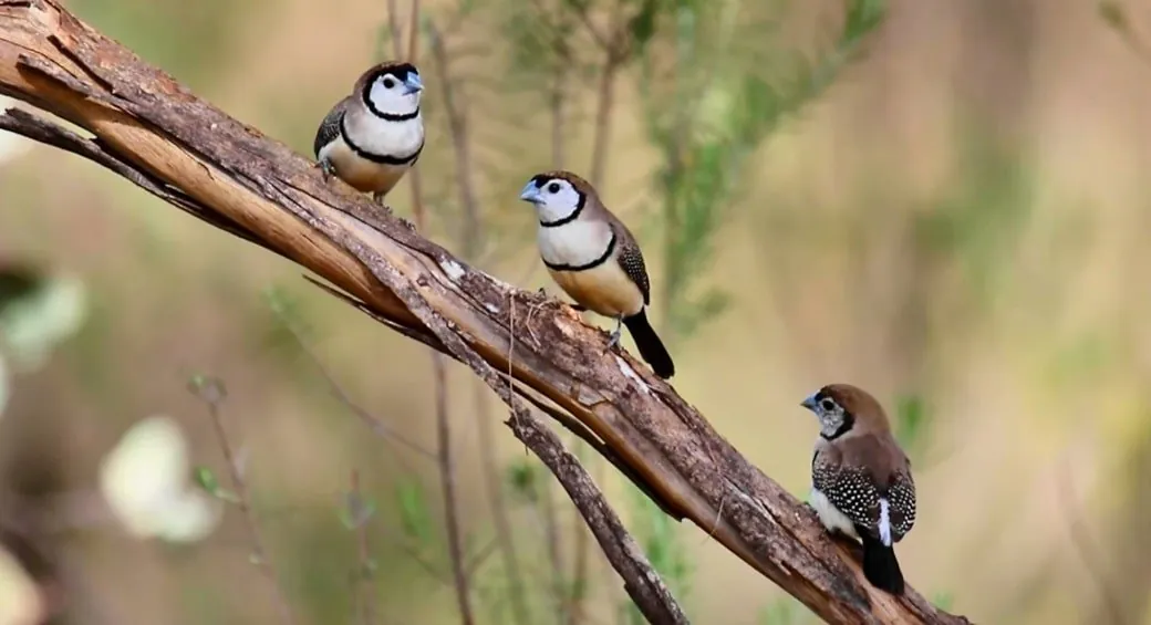 Zebra Finch Bird Habitat - zebra finch bird