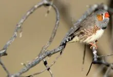 Zebra Finch Bird Inside Their Surprisingly Complex Social Life