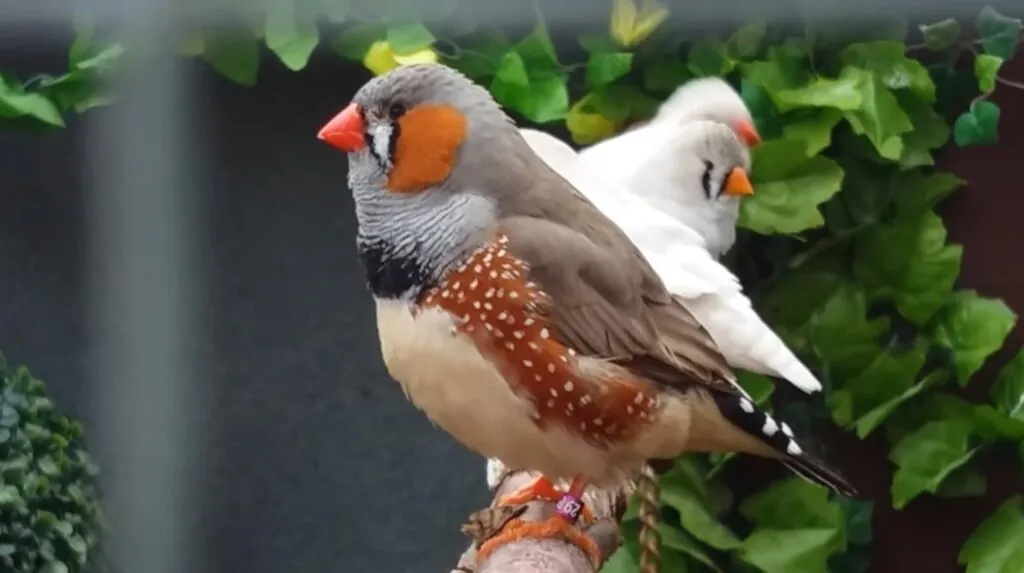 Zebra Finches as Pets -