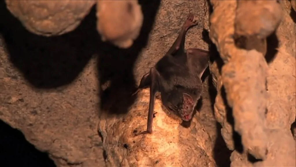 Habitat - vampire bats