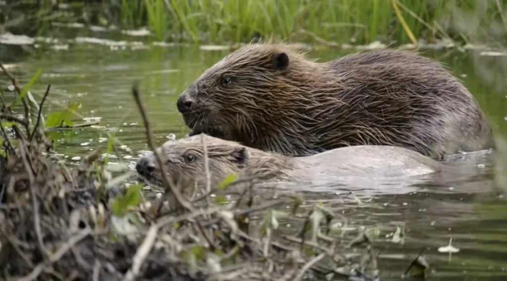 Beaver Dam Diaries Inside the Life of a Busy Beaver Builder