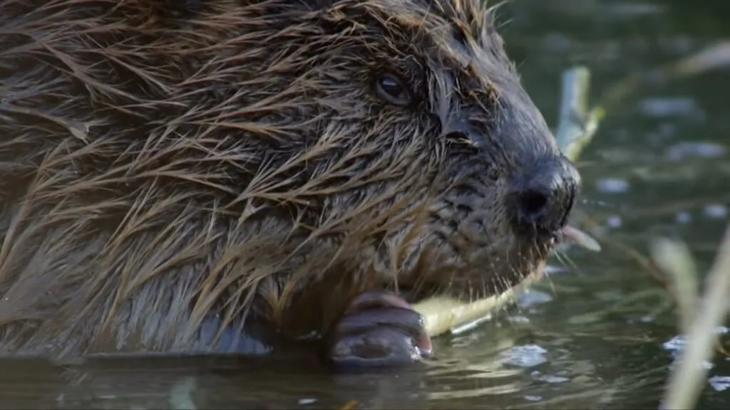 Beaver appearance