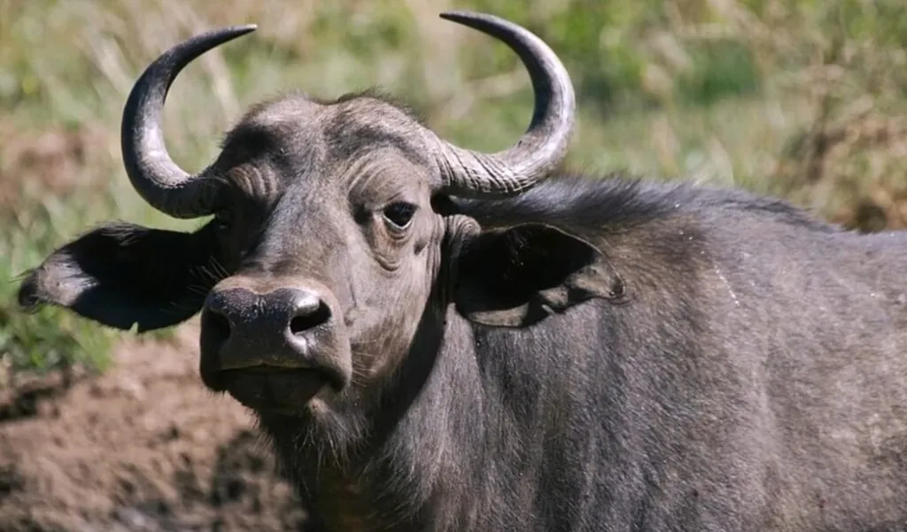 deadliest animals, Cape Buffalo