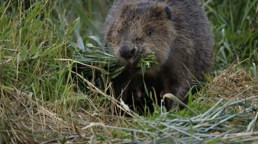 beaver Diet and Lifestyle