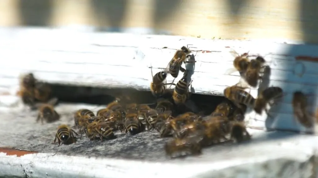 Honey bee habitat