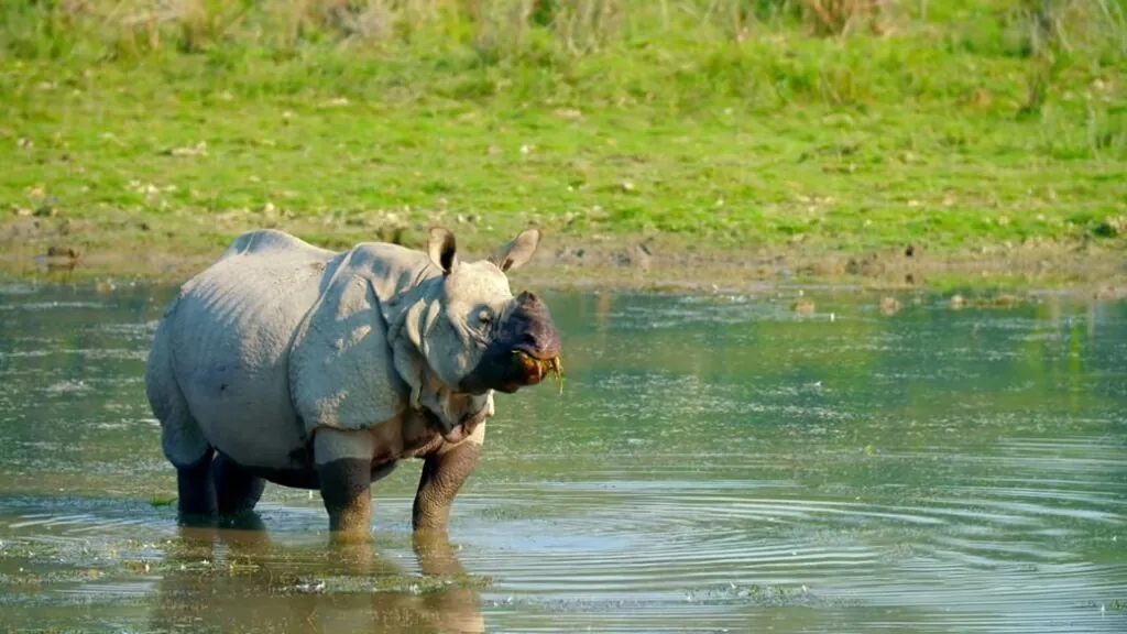 Indian Rhino A Complete Guide to Ecology, Threats, and Protection