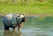 Indian Rhino A Complete Guide to Ecology, Threats, and Protection