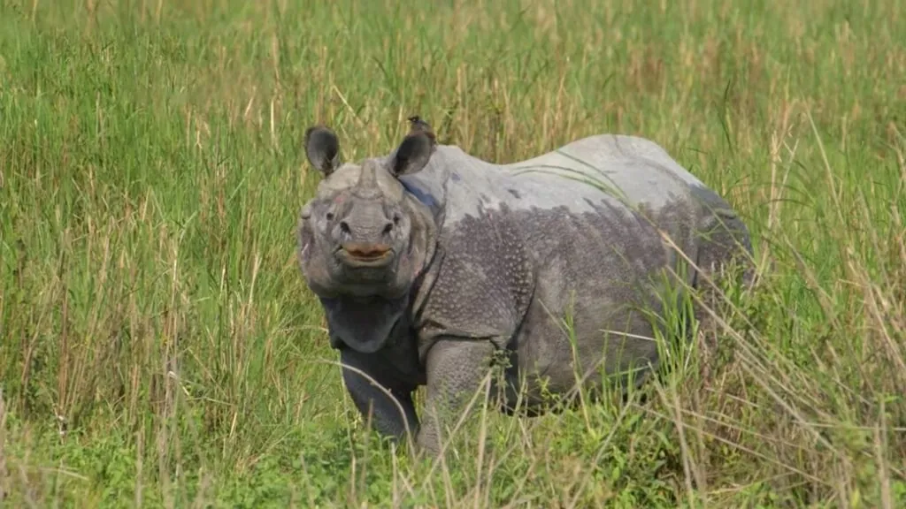 Indian rhinoceros Habitat