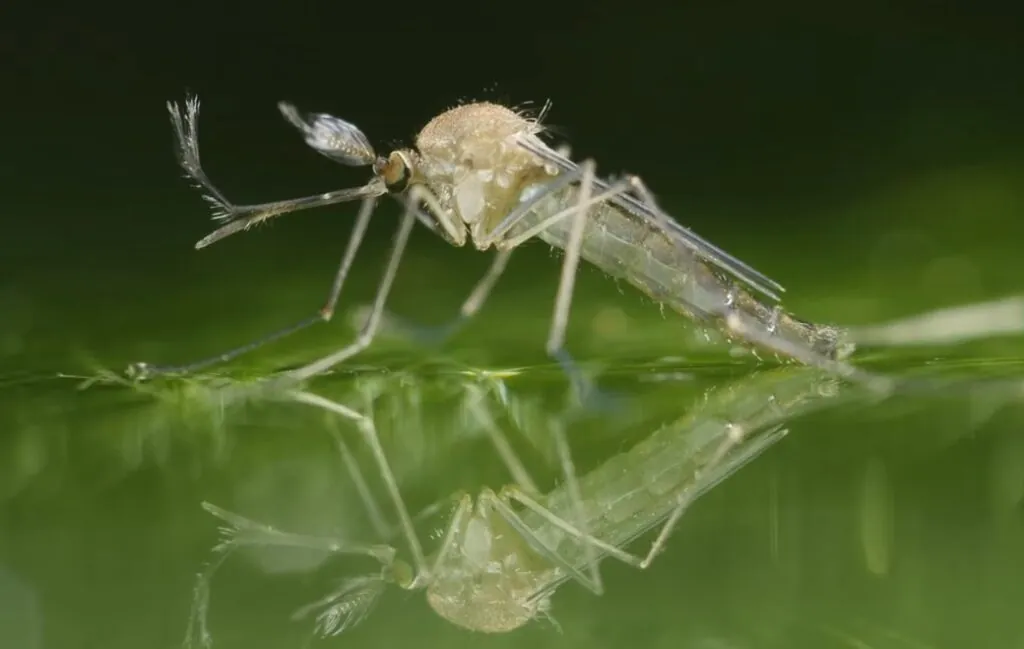 deadliest animals, Mosquitoes