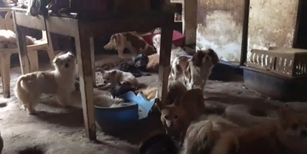 Puppy Farm Convictions