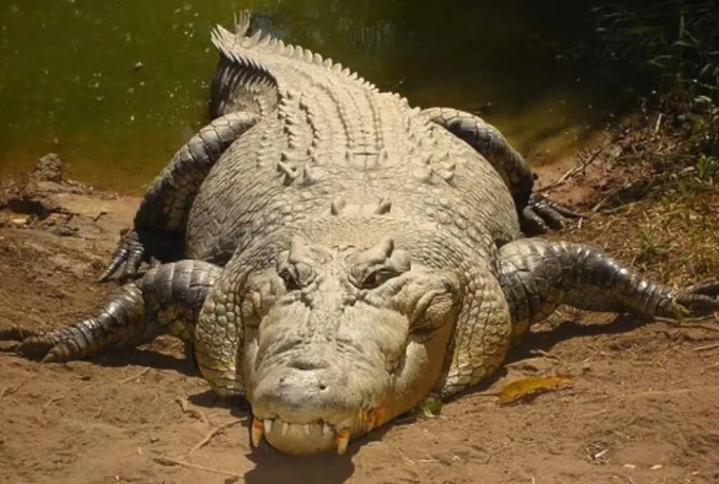 deadliest animals, Saltwater Crocodile