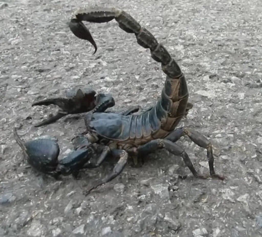  Scorpions 