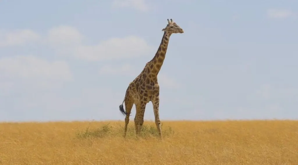 Step into Their World An Immersive Journey Through Giraffe Habitat