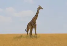 Step into Their World An Immersive Journey Through Giraffe Habitat