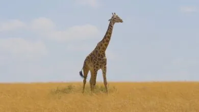 Step into Their World An Immersive Journey Through Giraffe Habitat