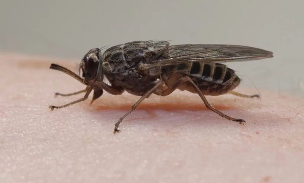 deadliest animals, Tsetse Flies