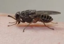 Tsetse Flies