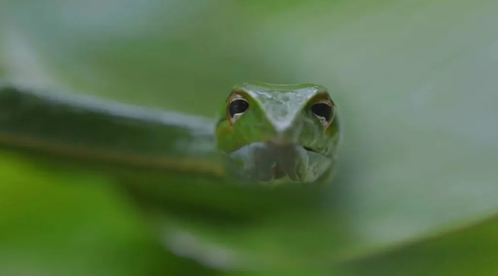  A Complete Guide to Vine Snake's Lifestyle
