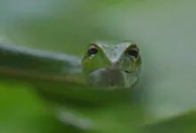 Vine Snake A Complete Guide to Vine Snake's Lifestyle