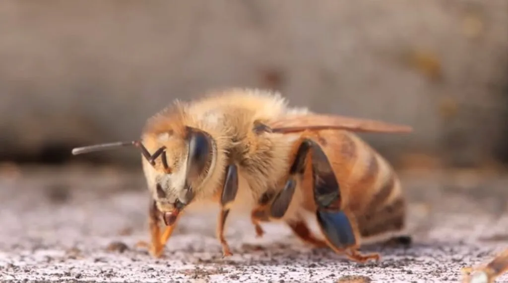 Western Honey Bee From Hive Hierarchies to Honeymaking