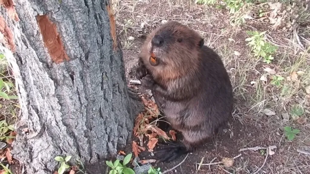 beaver Habitat
