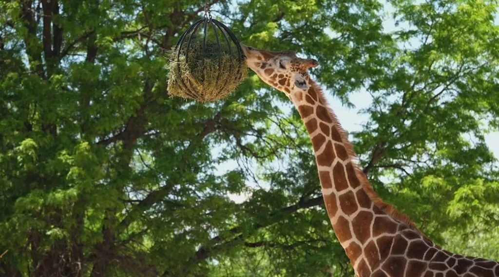  Diet and Lifestyle - giraffe Habitat