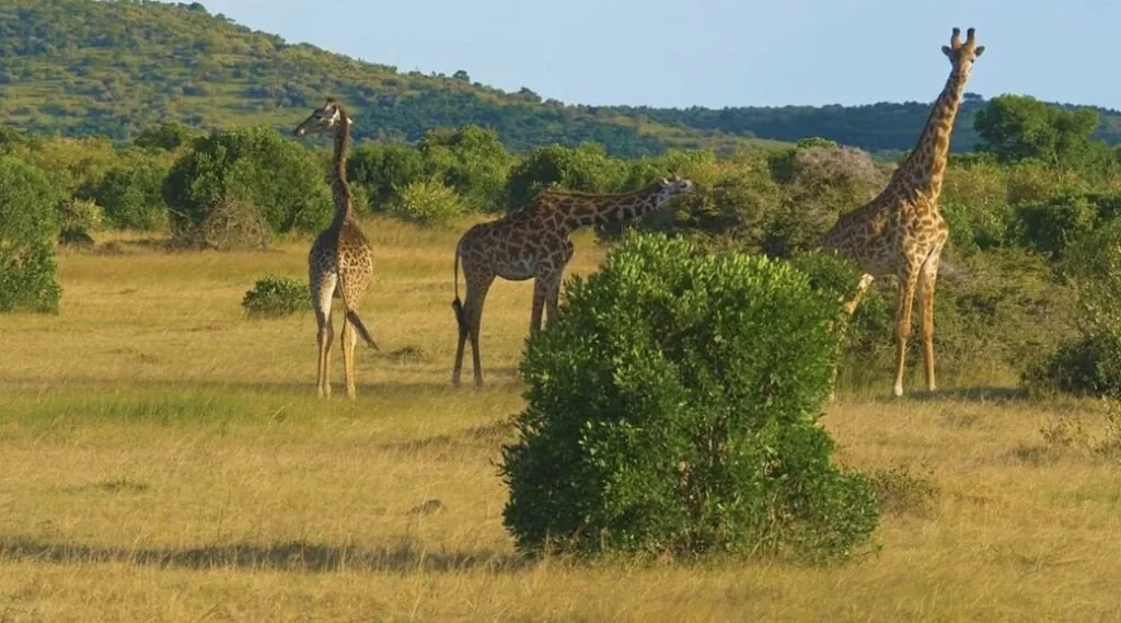 giraffe Habitat