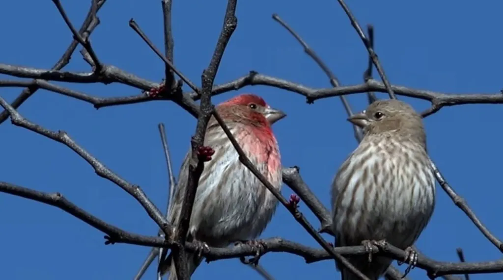 Sexual Dimorphism - house finch eggs