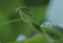 vine snakes Habitat