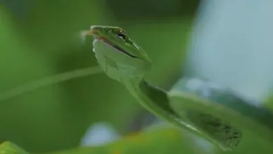 vine snakes Habitat