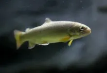 Apache Trout Recovery Trout Unlimited's Latest Film Release