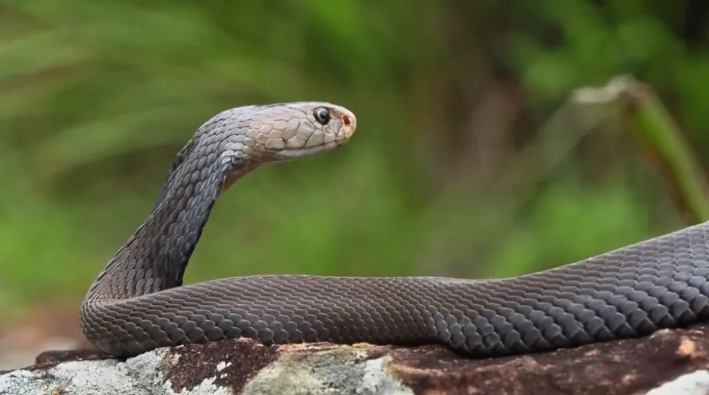 Top 10 Deadliest Snakes Black Mamba