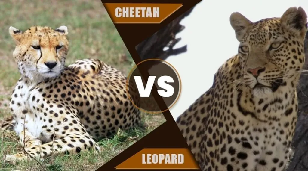 Cheetah vs leopard