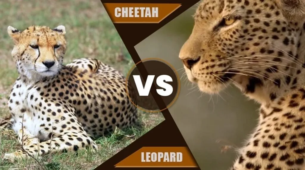 Cheetah vs. leopard