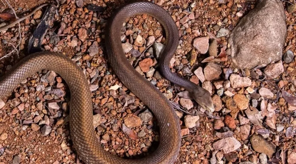 Top 10 Deadliest Snakes Coastal Taipan