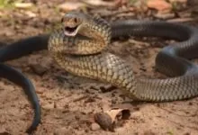 Top 10 Deadliest Snakes Eastern Brown Snake