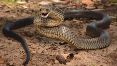 Top 10 Deadliest Snakes Eastern Brown Snake