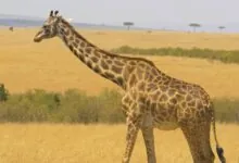 Top 10 Biggest Animals in the World Giraffe