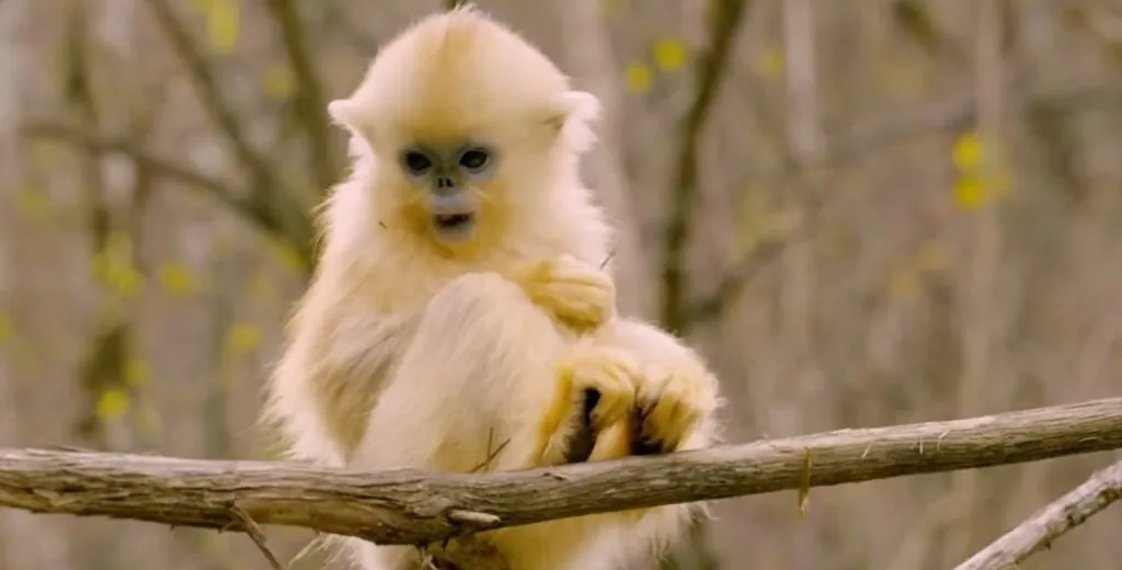 most beautiful animal Golden Snub-nosed Monkey - most beautiful animals in the world