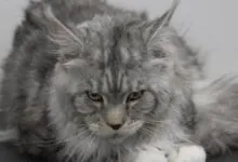 Maine Coon Personality and Traits