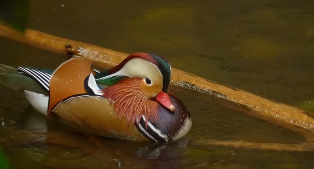 most beautiful animal Mandarin Duck