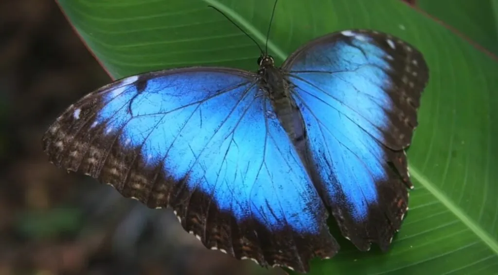 most beautiful animal Morpho Butterfly - most beautiful animals in the world