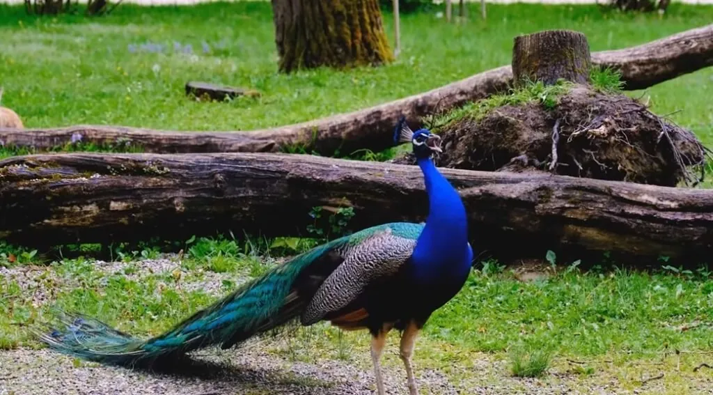 Most Beautiful Animal Peacock