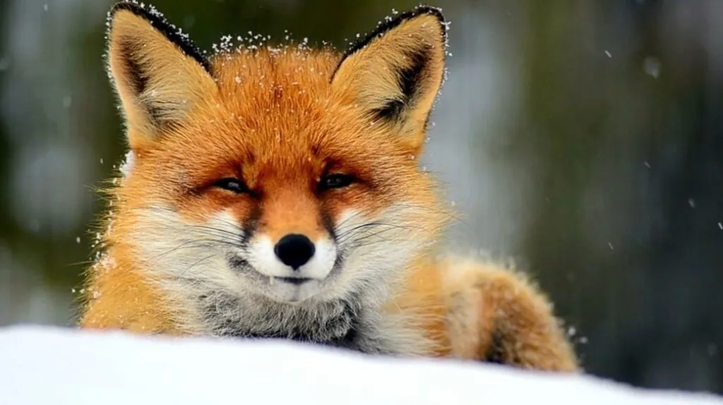 Red Fox - most beautiful animals in the world