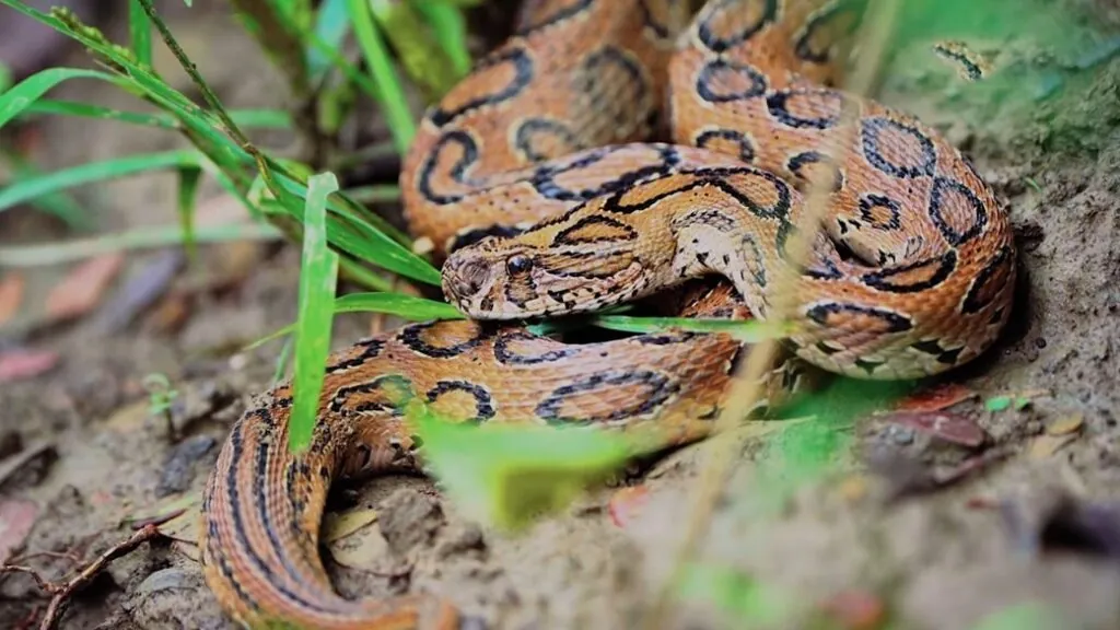 Top 10 Deadliest Snakes Russell's Viper